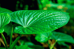 is kava addictive